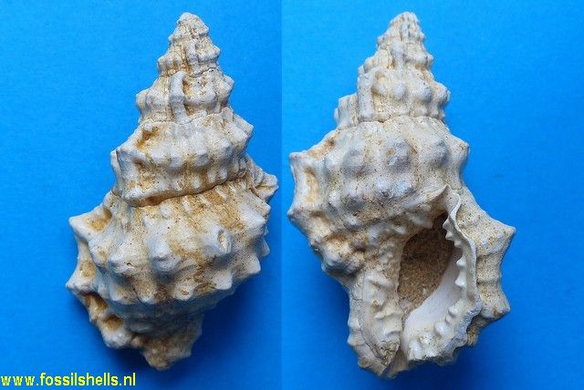 Gyrineum pelouatensis