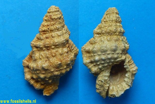 Gyrineum lessonae occidentalis