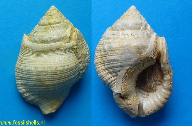 Gyrineum subgranulatus