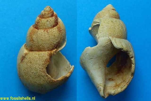 Babylonia eburnoides