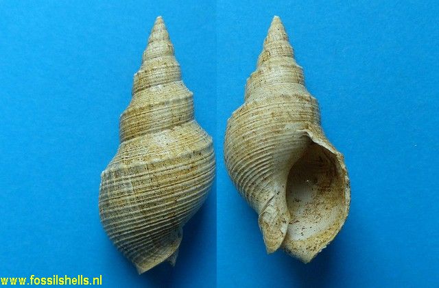 Dorsanum veneris evanescens