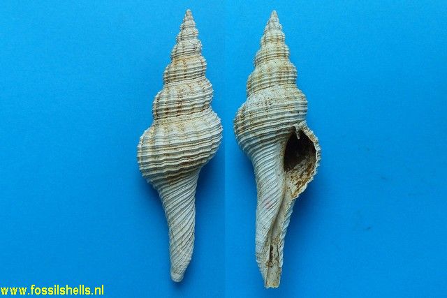 Fusinus clavatus helvetica