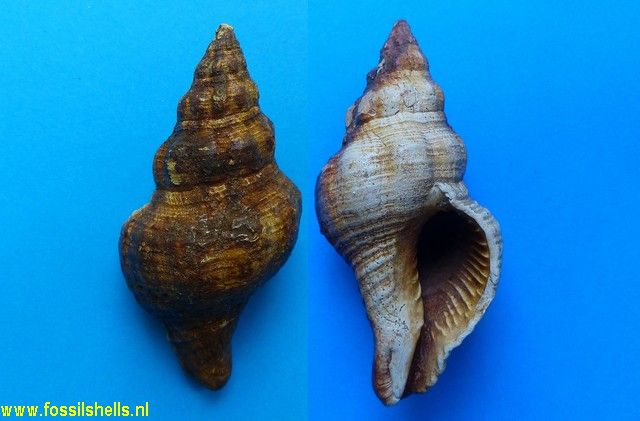 Fasciolaria tritonina