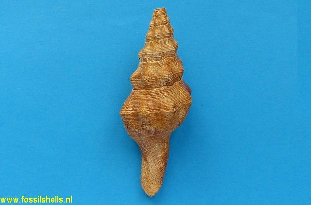 Latirus lynchi densestriata