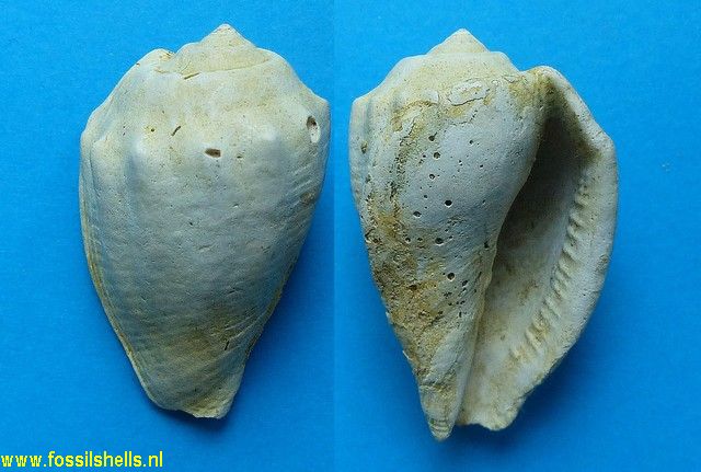 Volutocorbis ficulina