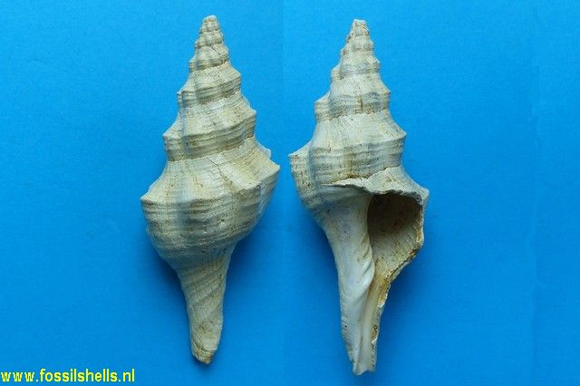 Fasciolaria praecedens