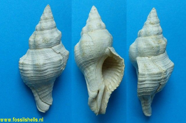 Fasciolaria tarbelliana distracta