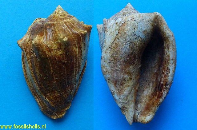 Volutocorbis ficulina