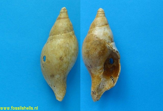 Scaphella tarbelliana