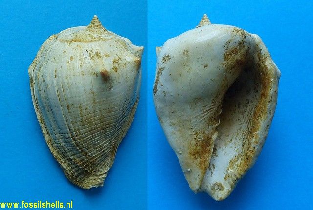 Volutocorbis ficulina rarispina