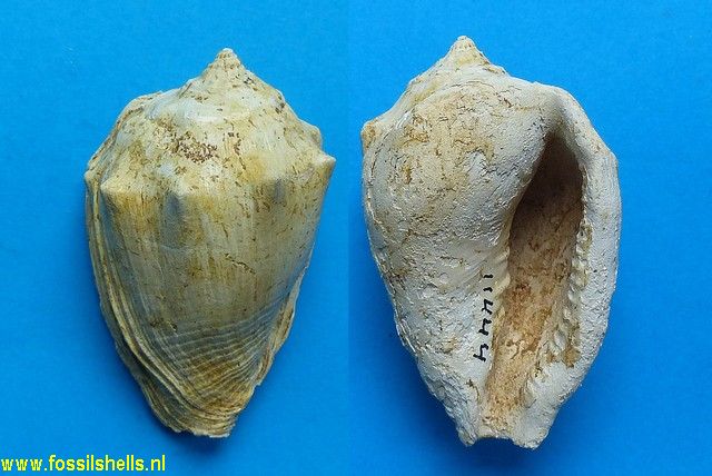 Volutocorbis ficulina