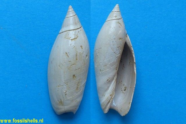 Olivancillaria plicaria