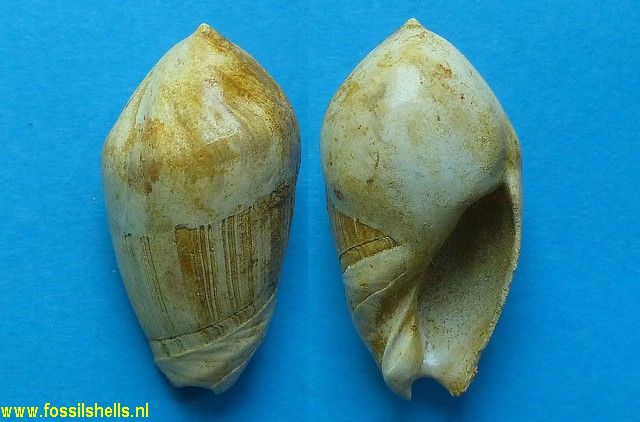 Ancilla glandiformis