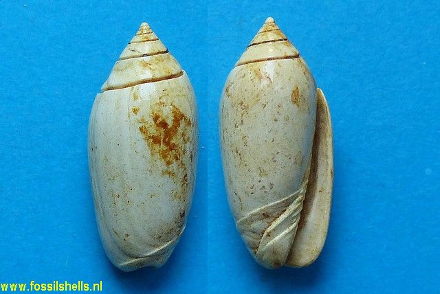 Oliva dufresnei
