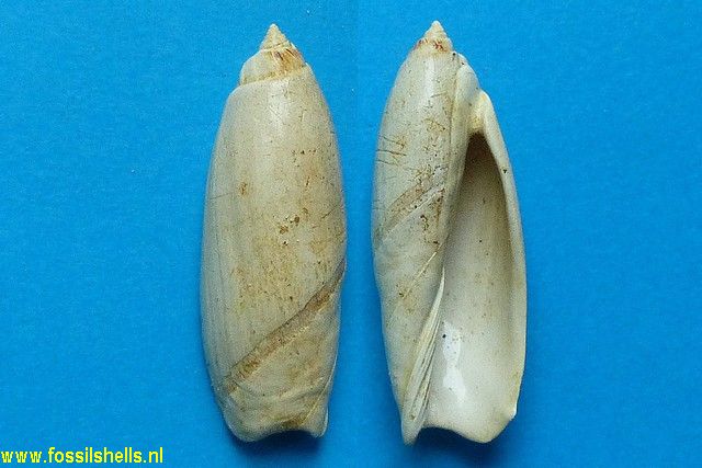 Toroliva subcanalifera