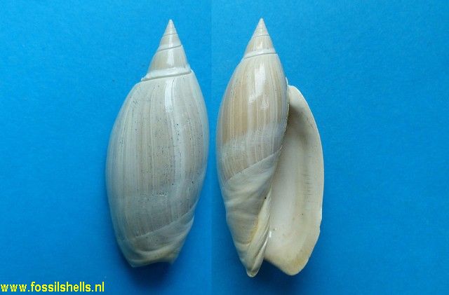 Olivancillaria plicaria