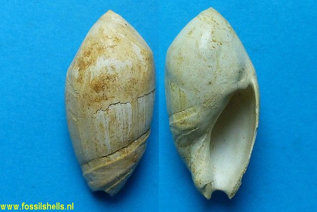 Ancilla glandiformis