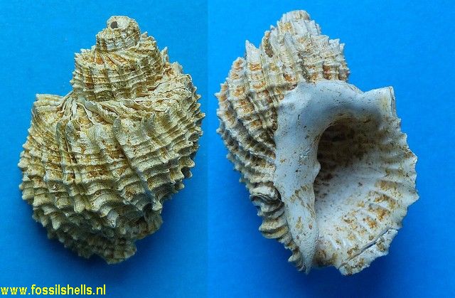 Cancellaria barjonae