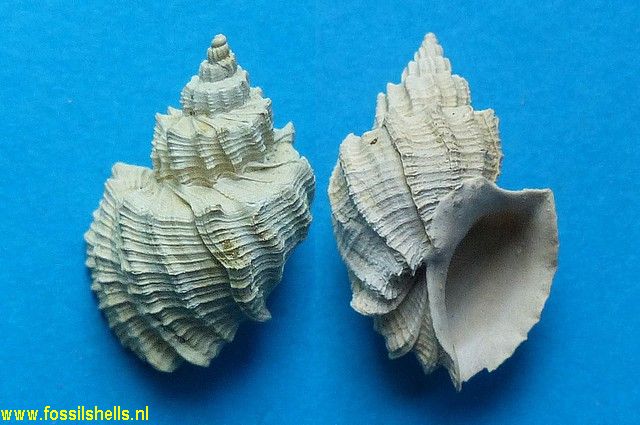 Trigonostoma acutangulum