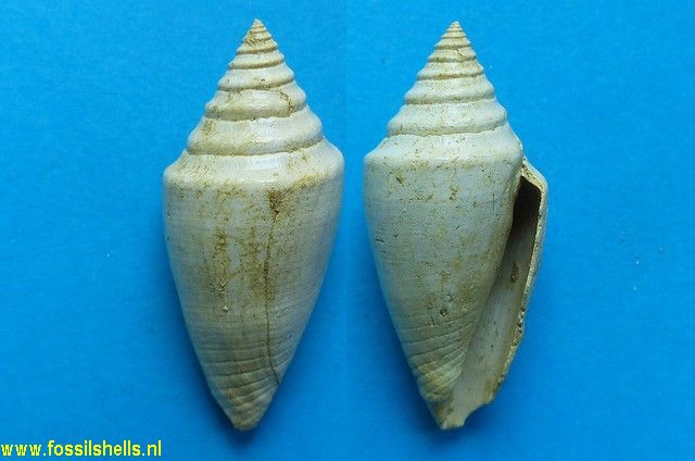 Conus subturritus