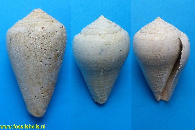 Conus clavatus