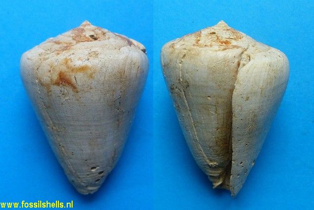 Conus maculosus