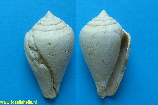 Conus benoisti