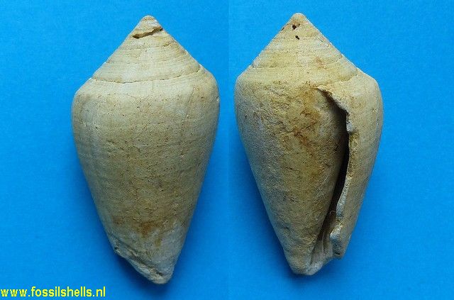 Conus basteroti