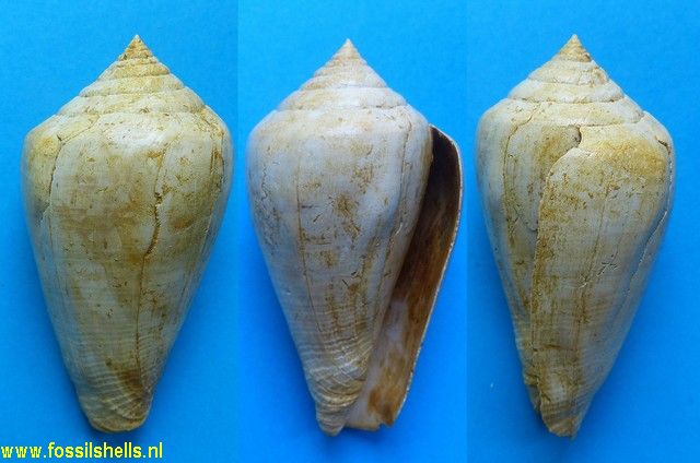 Conus clavatus