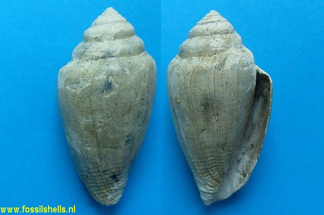 Conus burdigalensis