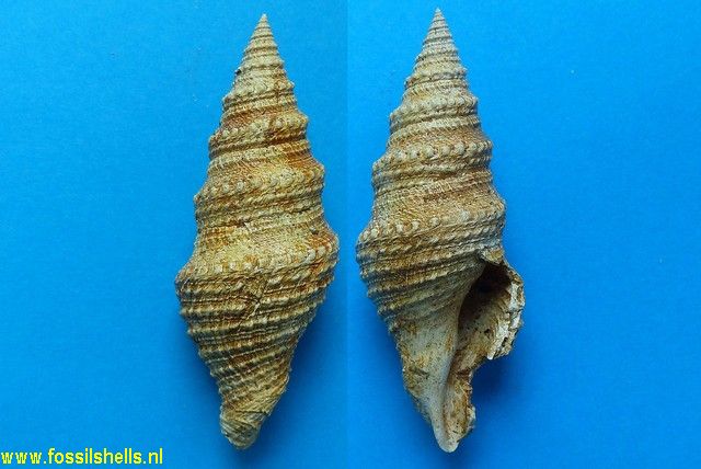 Bathytoma cataphracta dertogranosa