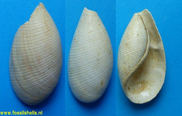 Scaphander lignarius helvetica