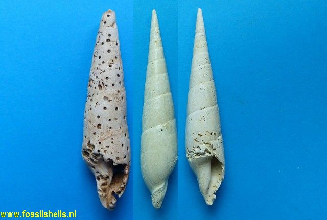 Terebra plicaria