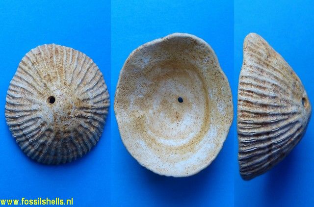 Siphonaria vasconiensis