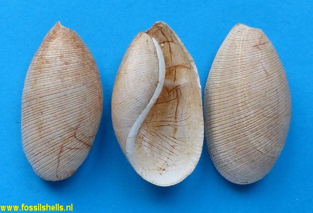 Scaphander lignarius grateloupi