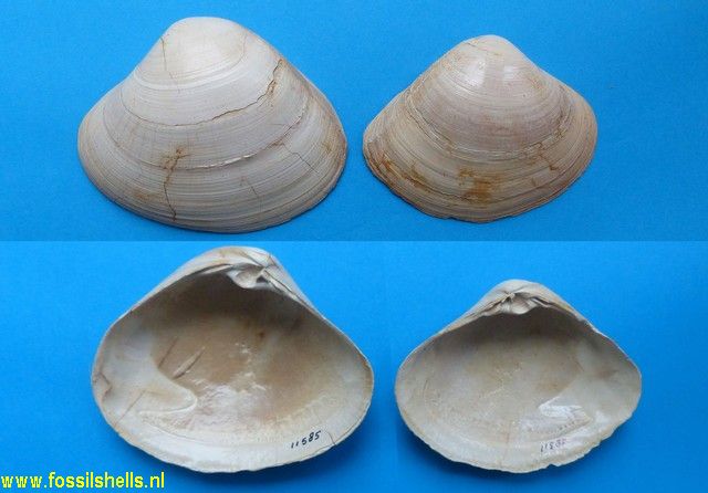 Mactra substriatella