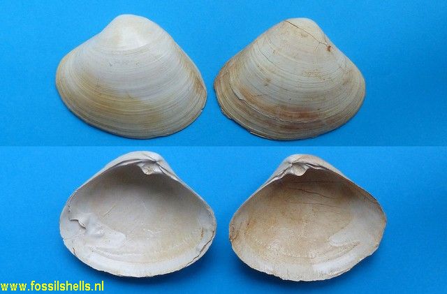 Mactra substriatella