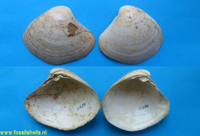 Mactra burdigalensis