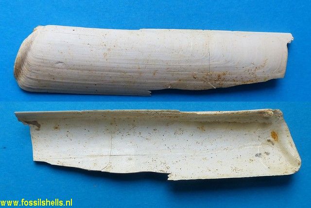 Solen burdigalensis