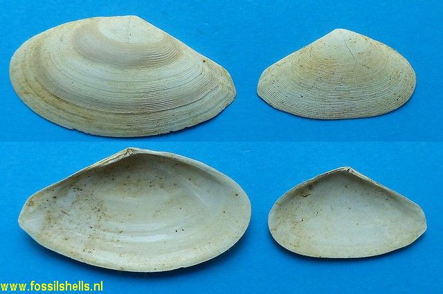Tellina bipartita