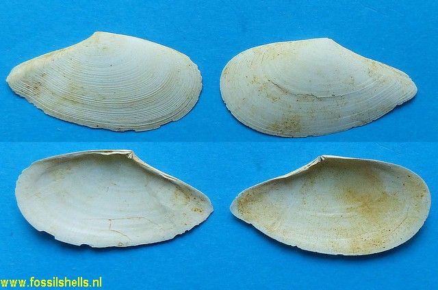 Tellina euryrhyncha