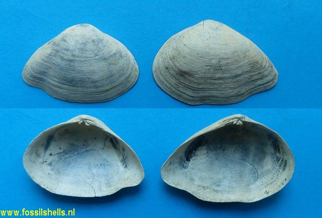 Gastrana fragilis aquitanica