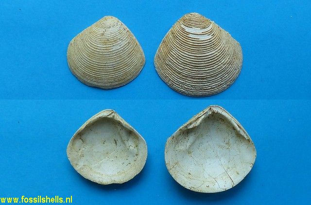 Arcopagia ventricosa triangula