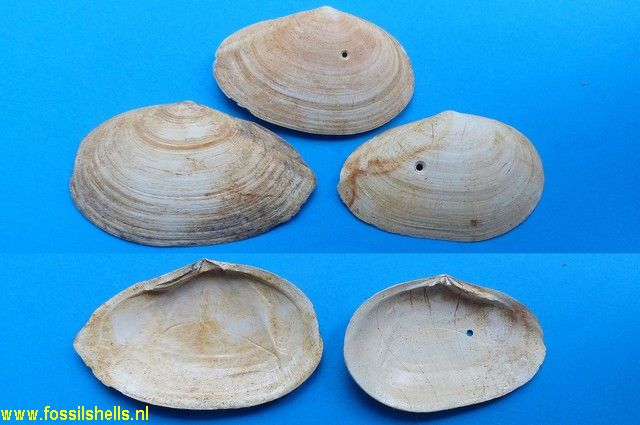 Tellina aquitanica burdigalica