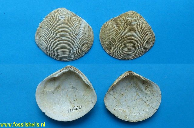 Arcopagia ventricosa