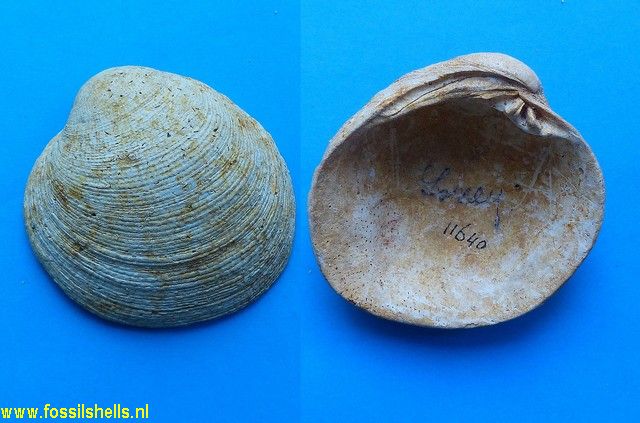 Chione miocaenica