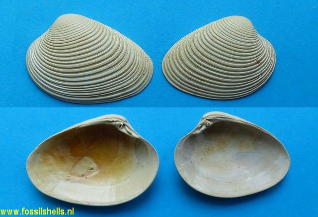Meretrix ericinoides