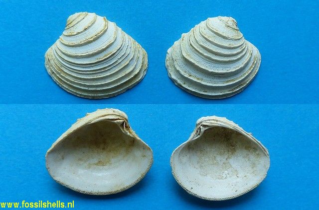 Chione basteroti