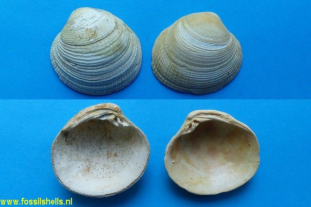 Chione burdigalensis