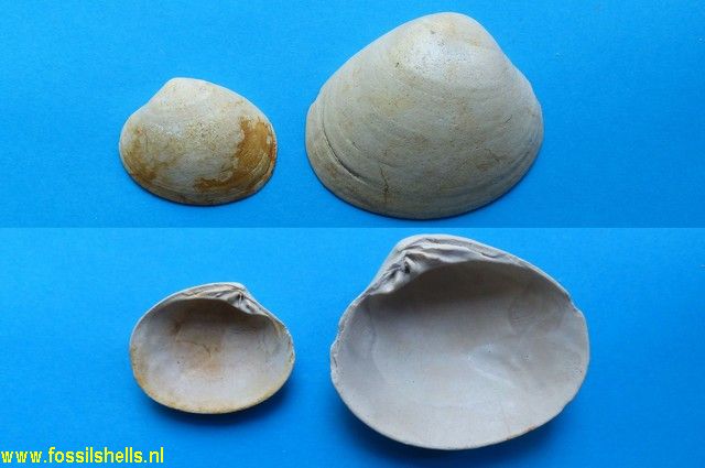 Meretrix benoisti